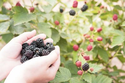 Cropped image of hand holding blackberries