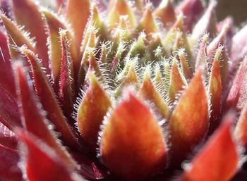 Close-up of red leaves