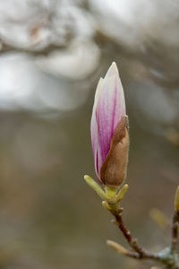 Close-up of pink flower buds