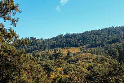 Scenic view of forest against sky