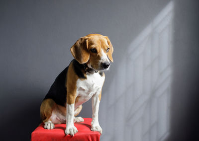 Portrait of dog sitting against wall