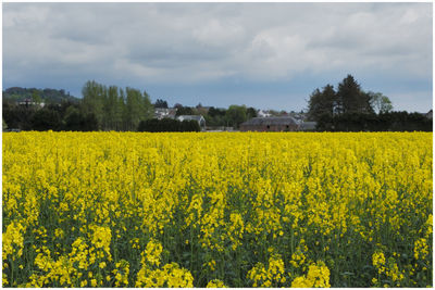 Scenic view of oilseed rape field against cloudy sky