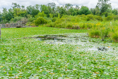 Scenic view of lake