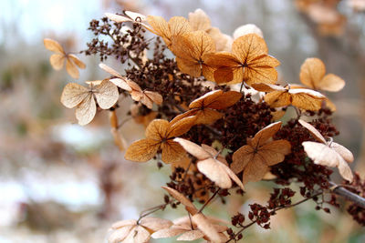 Close-up of wilted plant