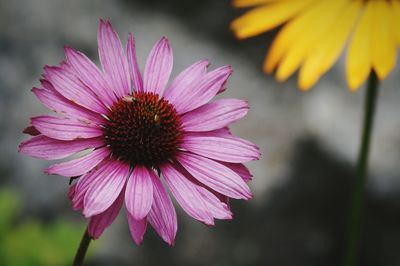 Close-up of purple flower