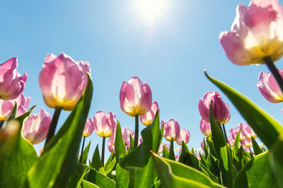 Close-up of pink tulips against sky