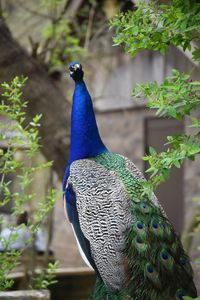 Close-up of a peacock