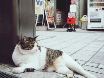 Cat sitting relaxing on sidewalk