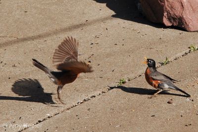 High angle view of birds flying over land