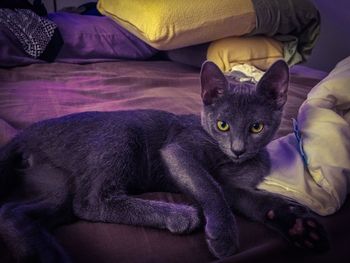 Portrait of cat lying on bed