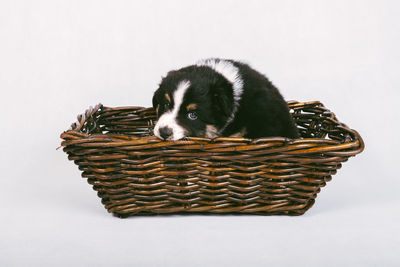 Close-up of a dog against white background