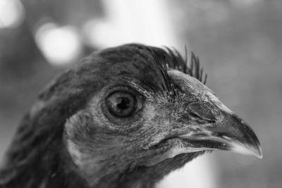 Close-up of a bird looking away