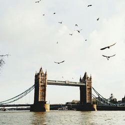 Bird flying over river