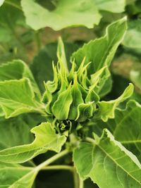 Close-up of green leaves