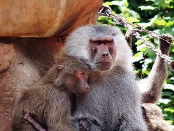 Monkey sitting on tree