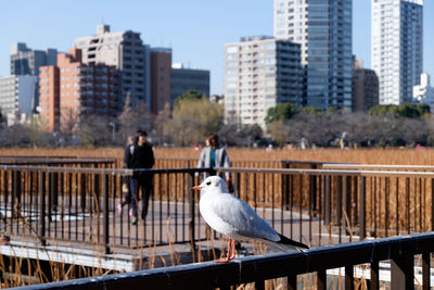 Seagull perching on railing