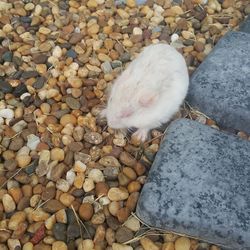 High angle view of cat on rock