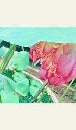 Close-up of pink lotus water lily