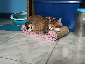 Cat resting on tiled floor