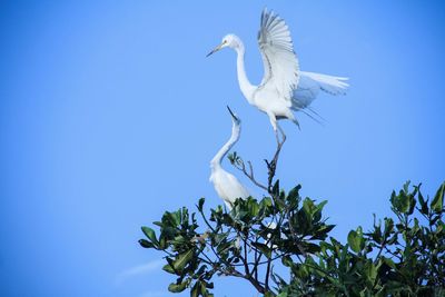 Low angle view of egrets on tree against clear blue sky
