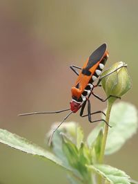 Close-up of butterfly on plant