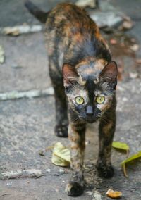 Close-up portrait of cat on street