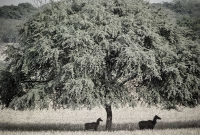 View of a tree in the field