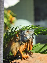 Close-up of iguana on rock