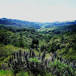 Scenic view of landscape against clear sky