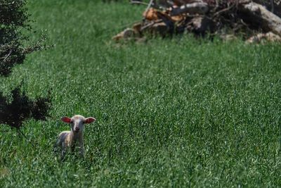 View of a duck on field