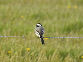 Bird perching on barbed wire