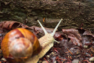 Close-up of snail