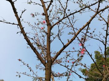 Low angle view of flower tree against sky