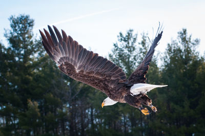 Low angle view of eagle flying against sky