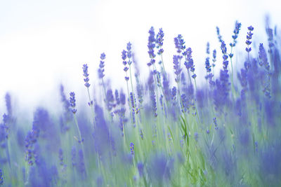 Close-up of purple flowering plants on field