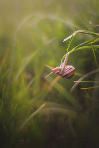 Close-up of flowering plant
