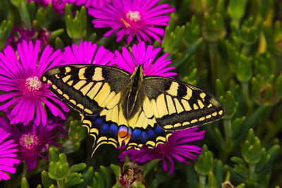 Close-up of butterfly pollinating on pink flower