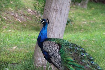 Close-up of peacock perching on grass