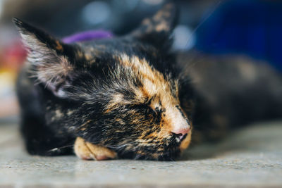 Close-up of cat sleeping