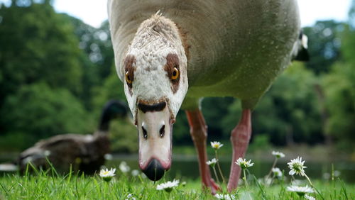 Close-up of egyptian goose foraging in grassy field