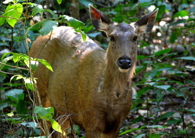 Portrait of deer in a field