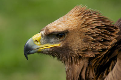 Close-up of a bird