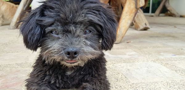 Close-up portrait of dog