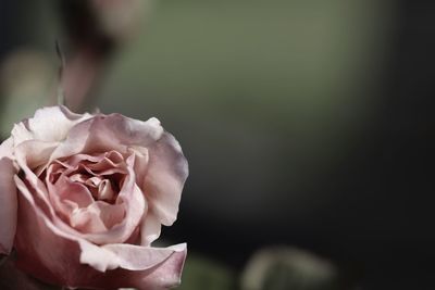 Close-up of pink rose