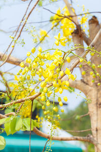 Close-up of yellow flowering plant