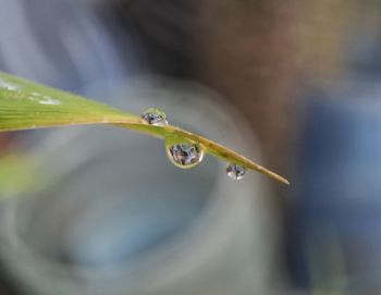 Close-up of water drop on leaf