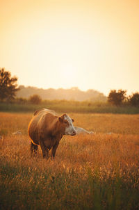 Cows on grassy field during sunset