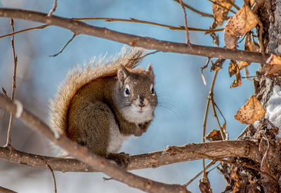 Squirrel on tree against sky