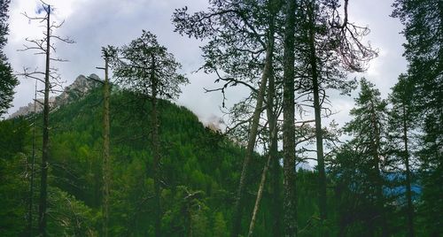 Low angle view of trees in forest against sky