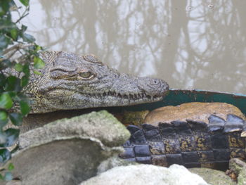 Close-up of lizard